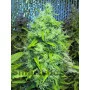 Skunk Special Feminised